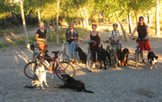 Bike Dawgs - Dog Training Prescott