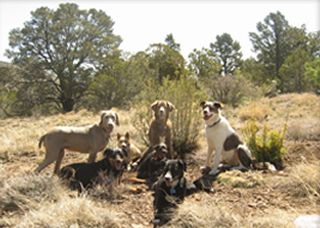 Classes and Programs - Dog Training Prescott